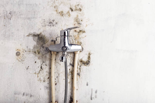 Best Mold Removal Near Me  in Deridder, LA