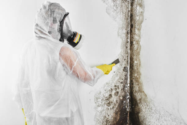 Best Same-Day Mold Removal  in Deridder, LA
