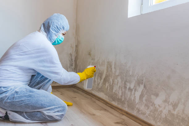 Best Attic Mold Removal  in Deridder, LA