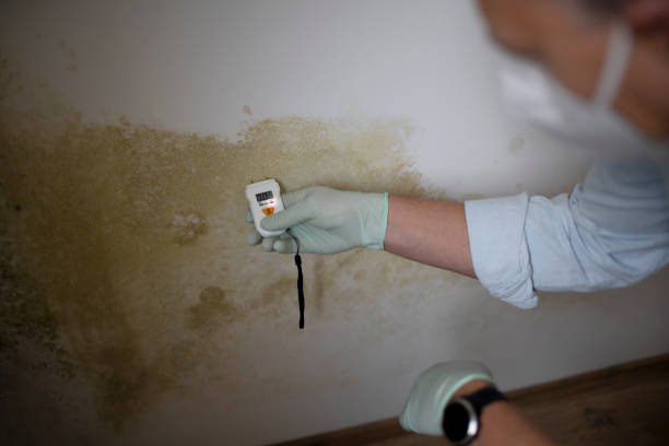 Best Professional Mold Removal  in Deridder, LA