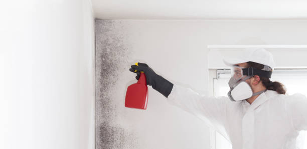 Best Office Mold Removal Services  in Deridder, LA