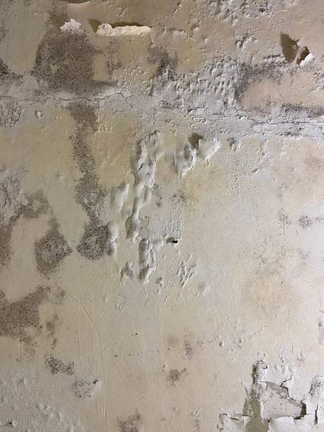 Best Emergency Mold Removal  in Deridder, LA