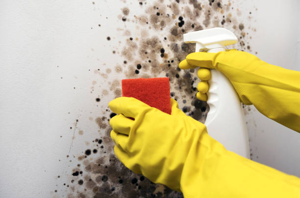 Crawl Space Mold Removal in Deridder, LA