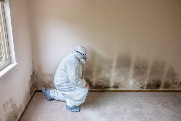 Best Mold Removal Near Me  in Deridder, LA
