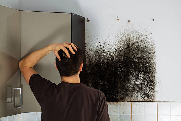 Best Mold Testing  in Deridder, LA