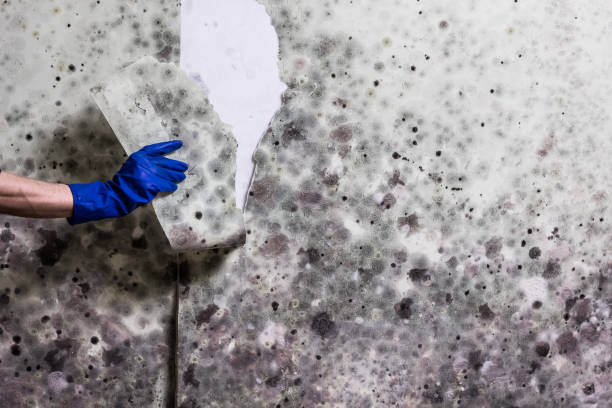 Best Black Mold Removal  in Deridder, LA
