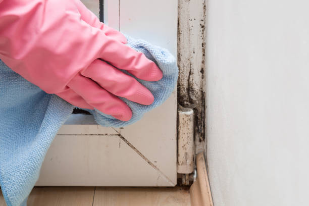 Best Emergency Mold Removal  in Deridder, LA